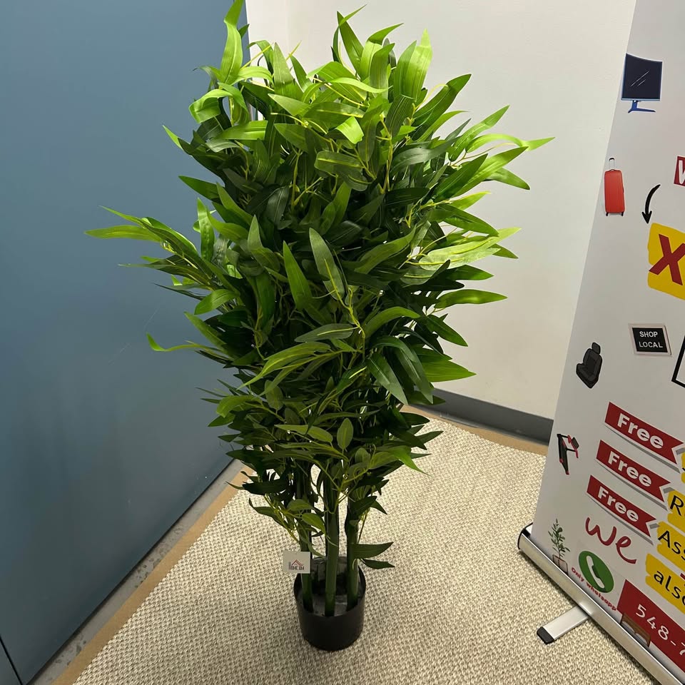 Brand New Indoor Plants and Trees (Read Description)
