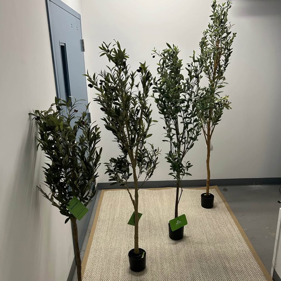 Brand New Indoor Plants and Trees (Read Description)