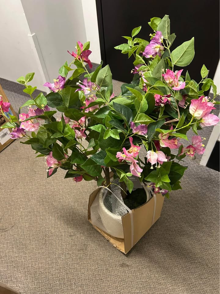 Brand New Indoor Plants and Trees (Read Description)
