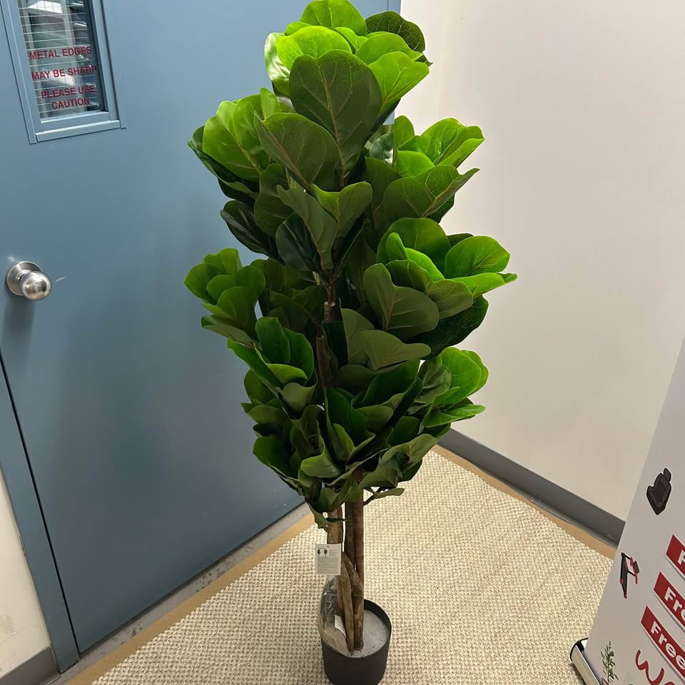 Brand New Indoor Plants and Trees (Read Description)